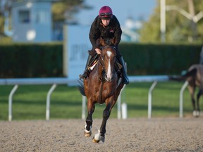 Pattison Canadian International contender Idaho gallops under exercise lad Ben Dalton yesterday. (MICHAEL BURNS PHOTO)