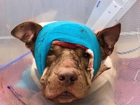 A pit bull puppy was beaten, stabbed and stuffed into a suitcase in Hollywood, Fla. The dog later died. (Facebook/VCA Hollywood Animal Hospital Photo)