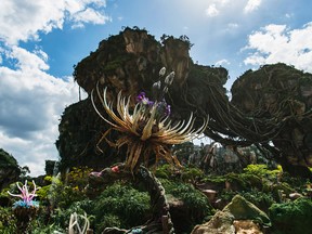 Pandora - The World of Avatar at Disney's Animal Kingdom brings a variety of experiences to the park, including the family friendly Na'vi River Journey attraction, the thrilling Flight of Passage attraction, as well as new food, beverage and merchandise locations. Disney's Animal Kingdom is one of four theme parks at Walt Disney World Resort in Lake Buena Vista, Fla. (Matt Stroshane, photographer)