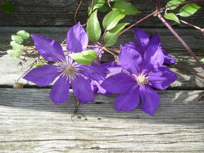 Fall is the perfect time to prune, and the weather this month has been excellent for that job, writes gardening expert John DeGroot. Shown are DeGroot’s clematis. (John DeGroot photo)