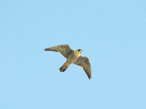 This peregrine falcon was one of a record-setting 77 that flew through Hawk Cliff near Port Stanley last Saturday. It was the highest number of this species ever recorded here in a single day. (MICH MacDOUGALL, Special to Postmedia News)