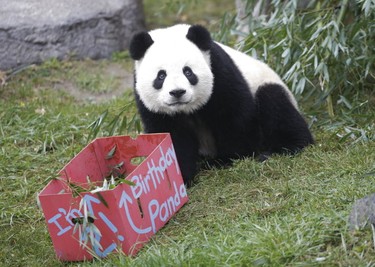 The Toronto Zoo helped twin giant pandas Jia Panpan and his sister Jia Yueyue celebrate their 2nd birthday on Friday, Oct. 13, 2017. (Stan Behal/Toronto Sun)