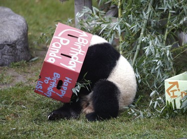 The Toronto Zoo helped twin giant pandas Jia Panpan and his sister Jia Yueyue celebrate their 2nd birthday on Friday, Oct. 13, 2017. (Stan Behal/Toronto Sun)