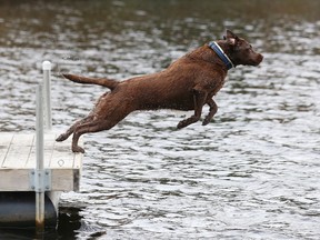 Gino Donato/Sudbury Star/Postmedia Network
Coco jumps in for a stick at the Lake Laurentian Conservation Area in Sudbury on Friday. The forecast for Sunday calls for cloudy skies with 30 per cent chance of rain showers or flurries.