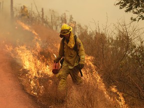 A Sonoma City firefighter walks in front of flames during a backburn operation Friday, Oct. 13, 2017, in Glen Ellen , Calif. (AP Photo/Marcio Jose Sanchez)