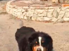 This Tuesday, Oct. 10, 2017, image taken from video and provided by Jack Weaver shows the family dog, "Izzy," who was stranded by a wildfire having run off to safety and returned to wait for her owner at their burned-down home in Santa Rosa, Calif. (Jack Weaver via AP)