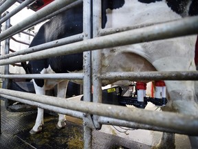 A dairy cow is milked at a farm in Eastern Ontario on Wednesday, April 19, 2017. THE CANADIAN PRESS/Sean Kilpatrick