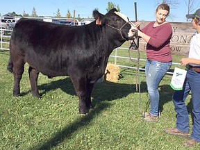 Melissa MacIntyre exhibited a steer at the T Bone Show and Sale at the Ripley Fair on Saturday Sept. 30, 2017. Cole and Troy Snobelen of Snobelen Farms were the proud buyers.