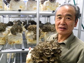 Yoshinobu Odaira, CEO of Shogun Maitake Co. Ltd., shows off an adult mushroom grown in the company?s facility south of Lambeth. Odaira wants to expand his operation, but city policies stand in his way. (MIKE HENSEN, The London Free Press)