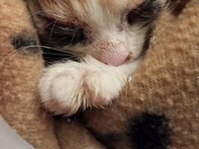On Oct. 4, a calico-coloured kitten was brought in to the Ontario SPCA Sudbury & District Animal Centre after being found on the side of the highway, between Hill Street and Glenbower Crescent in Wahnapitae.
