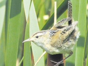 Recent research by Doug Tozer of Bird Studies Canada has shown the importance of wetlands managed under the North American Waterfowl Management Plan to species such as this marsh wren. (PAUL NICHOLSON/SPECIAL TO POSTMEDIA NEWS)