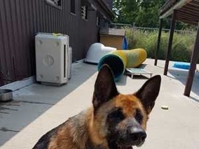 Submitted photo
A Trenton man has received a three-year ban from owning animals after he entered a guilty plea to animal cruelty charges. The dog was handed over to the Quinte Humane Society.