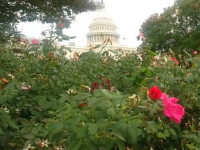 Rose bushes in Washington, DC, with the nation’s Capitol Building in the background. The United States’ Botanical Garden was established almost 200 years ago, but its genesis lay in President George Washington’s push for a plot of land that would help demonstrate the importance of horticulture. (John DeGroot photo)