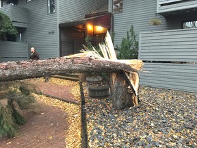 Wind gusts knocked down a tree near an apartment building in Edmonton on Tuesday, blocking the street, as gusts surpassed 90 km/h in Sherwood Park.