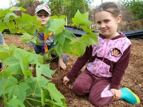 1st Stirling Cub members Tristan Himberg-Larsen (far left) and Michael Beinschroth are joined by Linnea Himberg-Larsen around one of the trees the group helped plant at the Trenton Greenbelt Conservation Area on Saturday October 21, 2017 in Trenton, Ont. Close to 50 volunteers planted 370 trees and shrubs as well as 240 wildflowers throughout the morning. Tim Miller/Belleville Intelligencer/Postmedia Network