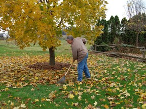 It is late October and this is no time to panic: there is lots of time for that. But there are a few jobs around the garden that could use your attention. W