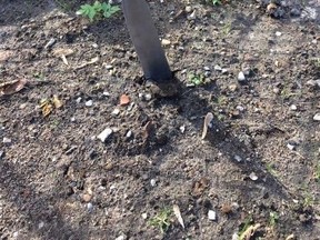 Melanie Deibel was cleaning up her backyard Friday morning when she noticed an eight-inch knife sticking upright in her backyard.