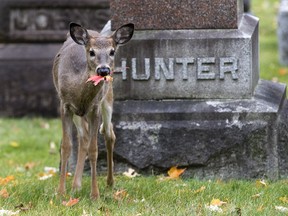 Maybe it was a little cervid schadenfreude, or perhaps a shout out to the 1978 Robert De Niro film ? either way, this grazing white-tail was part of a visual joke at London?s Woodland Cemetery Monday. But the danger roving deer pose to area motorists is no laughing matter: OPP were urging caution after 22 car-deer crashes in Lambton and Grey counties on the weekend. (DEREK RUTTAN, The London Free Press)