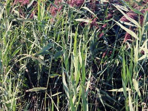 Phragmites have overtaken a wetland in the Lighthouse Cove area, but Carolinian Canada Coalition hopes to rid the five-area plot of the invasive plant with help from a $25,000 provincial grant.