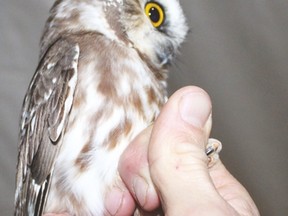 Molly the saw whet owl being photographed at the Lafarge Berrymoor Owl Hootenanny