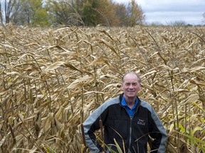 Coun. Bill Armstrong wants London to host the 2020 International Plowing Match in this corn field at Crumlin Sideroad and Trafalgar Street in London. (DEREK RUTTAN, The London Free Press)