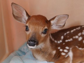 A tiny fawn rests in an enclosure at Wild At Heart earlier this year. The animal, along with a mate the same age, were recently released north of Manitoulin Island. (Photo supplied)