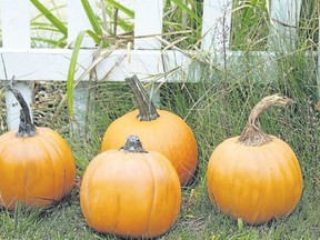 Three fake pumpkins in front of a real pumpkin show different treatments. From left: a stem fashioned out of newspaper, a stem using cotton balls, glue and paint, and a stem made out of sisal rope and ground cinnamon. (Holly Ramer/AP Photo)