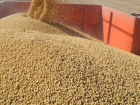 The soybean harvest in Ontario in 2013. The Grain Farmers of Ontario is studying the possibility of having a small-scale, niche-style soybean processor established in the province.