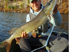 This healthy northern took to a six-inch white swimbait tossed to the back end of a bay on a inner-city lake last weekend. Photo supplied