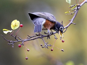 A robin snacks on berries at Springbank Park this week. (DEREK RUTTAN, The London Free Press)