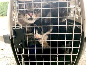 Three cats were found Thursday afternoon stuffed in a crate jammed into a 10-foot cedar hedge. The cats were reported to be dirty, hungry and cold. They have been placed with the North Bay and District Humane Society.
Submitted Photo