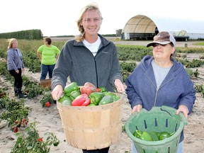 Volunteers Deanna Martin (left) and Eileen Crouch are shown at a Dover-area farm on Oct. 27, as Chatham-Kent Gleaners gather produce for local organizations.