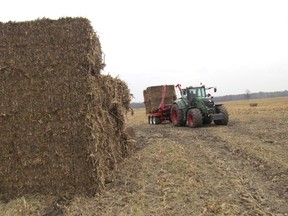 Large bales of corn stalks and leaves are shown in this file photo from a field demonstration day the Cellulosic Sugar Producers Association held last year in Lambton County. The co-op, which is a partner in the Comet Biorefining plant planned for Sarnia, is holding a new round of field days as it continues to recruit members. The plant will turn corn and wheat stalks into sugar for use in manufacturing bio-fuels and bio-chemicals.