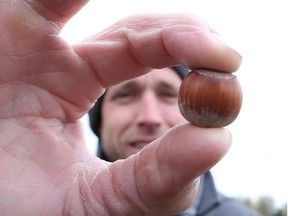 Scott Deslippe is planting 5,000 hazel trees on his Amherstburg farm, including 1,250 that are part of field trials of five new varieties. (JASON KRYK, Postmedia News)