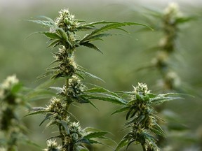 Flowering marijuana plants are pictured during a tour of Tweed in Smiths Falls, Ontario on Thursday, Jan. 21, 2016. Ontario is set to introduce its legislation today to sell and distribute recreational marijuana. THE CANADIAN PRESS/Sean KilpatrickSean Kilpatrick/The Canadian Press / THE CANADIAN PRESS