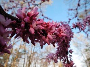 Redbud blooms in March, about the time bees begin to emerge to forage for a new season of honey production. Winter and early spring are the lean months for honeybees as they emerge from their dwindling food supplies to forage. People often overlook trees when planting for pollinators. (Photos by Dean Fosdick/via The Associated Press)