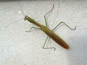 praying mantis