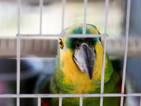 Parrott, cage