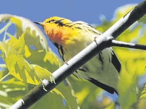 London birder Laure Neish has already seen more than 200 species of birds in Middlesex County alone. She did well with warblers through the spring, including this Blackburnian warbler she saw at the Clark Wright Conservation Area near Strathroy. (LAURE NEISH, Special to Postmedia News)