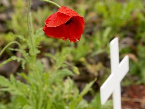 A slightly battered poppy is still blooming over one of the many small crosses at the Remembrance Park at the intersection of River Road and Veterans Memorial. (MIKE HENSEN, The London Free Press)