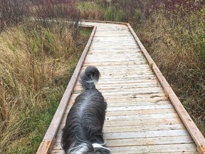 Bria, a bearded collie, enjoys a walk along the Robinson boardwalk, linking the playground to Moonglo. She also enjoyed barking at the geese. (Mary Katherine Keown/The Sudbury Star)