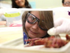 Sidney Ferron, 8, of Lansdowne Public School takes part in a science and math workshop at Science North in this file photo. (John Lappa/Sudbury Star)