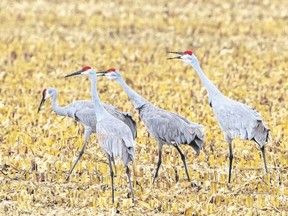 When you are driving to one of the lakes to view waterfowl and late fall migrants, remember to check the cornfields for birds such as these sandhill cranes as well as wild turkeys, snow buntings and horned larks. (RICHARD J. DOMPIERRE/SPECIAL TO POSTMEDIA NEWS)