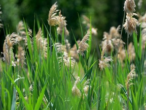 One of the first aquatic uses of a herbicide to control phragmites – at Rondeau Provincial Park this past summer – was successful, reports the Ontario Ministry of Natural Resources and Forestry. Emergency use of a glyphosate-based herbicide was required and the chemical was applied over 500 hectares in a program that ended in October.