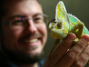 Marc Cunningham, owner of Tyrannosaurus Pets, holds up a chameleon at his Front Street pet store on Thursday November 9, 2017 in Belleville, Ont. Cunningham is currently raising funds to build an exotic pet sanctuary in the Quinte area. Tim Miller/Belleville Intelligencer/Postmedia Network