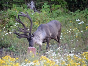 Many concerned area residents contend the caribou herd on Michipicoten Island will not survive the wolf predations.