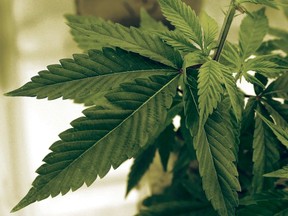 marijuana plant