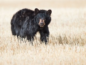 A wildlife biologist says a young injured black bear that has been wandering alone west of Calgary for weeks has not built up enough body fat or grown a thick enough fur undercoat to survive the winter without help.