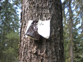 A baited pine tree from a lodgepole and jack pine mixed habitat (Submitted | UofA).