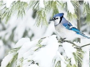 Birds love to take shelter in an evergreen tree or shrub. If you have a property with no evergreen coverage, consider keeping your (or a neighbour?s) Christmas tree. Basket-style roosting pockets also work. (Ethan Meleg/Special to Postmedia News)